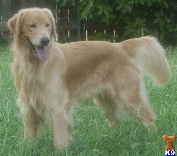 AKC/UKC OFA/CERF TEXAS GOLD PROSPECTORS DREAM NUGGET, CGC